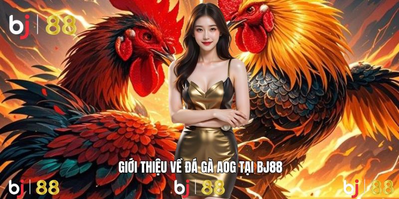 Khám phá sân chơi đá gà hiện đại đầy hấp dẫn.