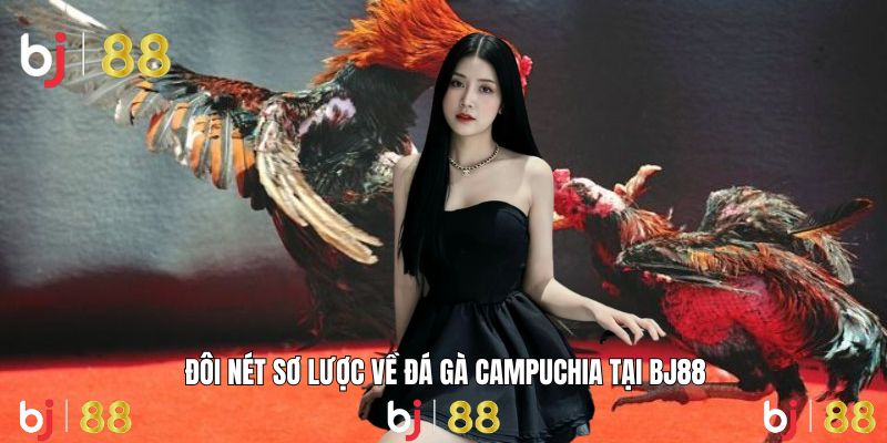 Gà chiến tung cựa giữa trường đấu, lửa nhiệt huyết bùng cháy